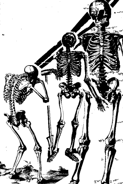 Datei:Skelett.png