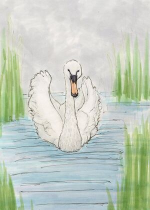 Schwan.jpg