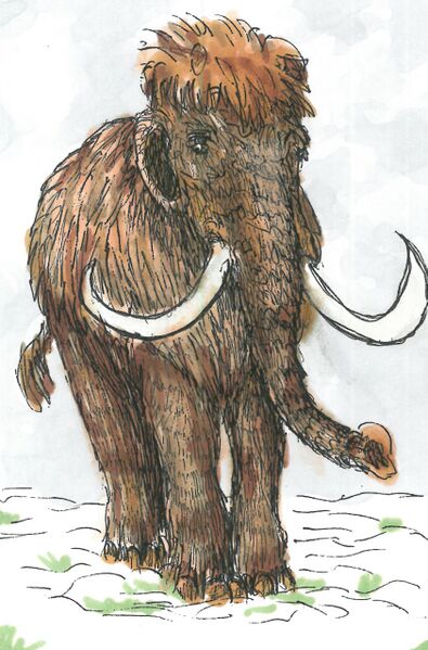 Datei:Mammut.jpg