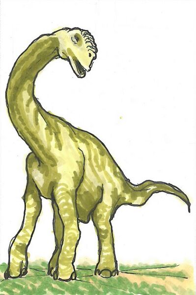 Datei:Camarasaurus.jpg
