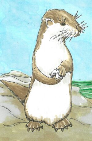 Otter.jpg